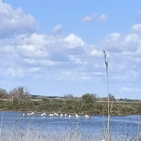 Lejlighed Sur La Presqu'ile Sud Le Grau-du-Roi